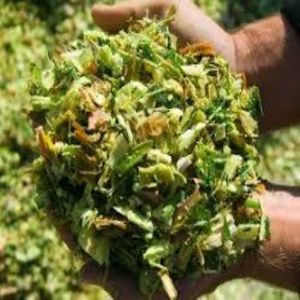 Ensilaje de maíz fresco de nutrientes superiores para un mejor crecimiento del ganado para caballos, cerdos, ganado - Product Image 4