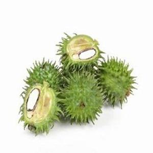 Graines de ricin naturelles biologiques brunes séchées Ricinus communis disponibles au prix du marché - Product Image 2