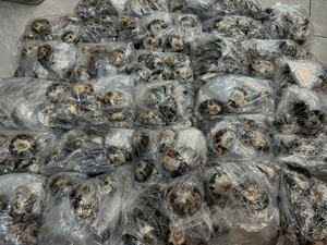 Coquille de limpet solide de forme naturelle pour la décoration artisanale et les projets de design créatif, adaptée aux commandes en gros - Product Image 5