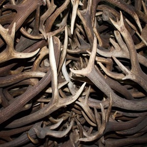 เขากวางสำหรับขาย - Product Image 6