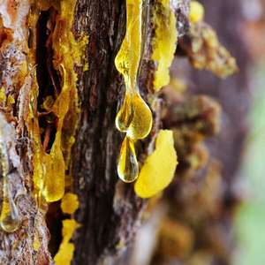 น้ำมันหอมระเหยบาล์ม peru 100% น้ำมันหอมระเหยบริสุทธิ์เกรดพรีเมี่ยมธรรมชาติ - Product Image 2