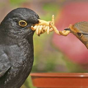 Gusanos vivos ricos en nutrientes para alimentación animal/Katty - Product Image 6