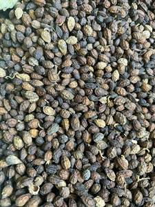 Té de Semillas de Papaya Secas de Alta Calidad, Té de Hierbas con Sabor a Flores, Hecho en Vietnam, Calidad de Exportación - Product Image 4