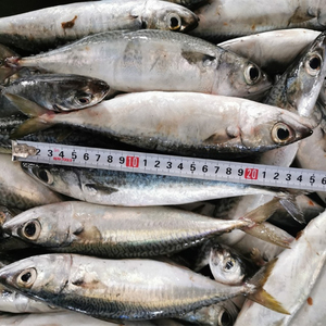 ชุดสุญญากาศปลาแมคเคอเรลแช่แข็งทั้งหมดสำหรับอาหารทะเลแช่แข็งไขมันต่ำ - Product Image 5