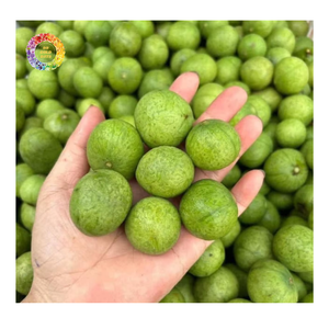 Dracontomelon Congelado IQF, Fruta Entera con Sabor Ácido, Dracontomelon Congelado IQF para la Cocina Tradicional Vietnamita - Product Image 5