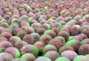 Various Types <b>Fresh</b> <b>mango</b> to Export From Vietnam <b>Fresh</b> <b>mango</b> - Product Image 4