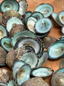 ¡Novedad de 2025! Conchas de limpias naturales de Vietnam, pulidas, artesanía ecológica para decoración del hogar y joyería - Mejor precio - Product Image 2