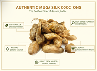Coconuts vides en soie de Muga authentique |   Soie d'Assam dorée rare pour la fabrication de tissus de luxe, le feutrage et l'art textile