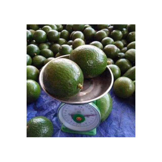 Vietnam Hass Avocado Fresh Green Fruit For Export With Buttery Texture Suitable For Food Processing Salad Sandwich Smoothie Use