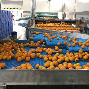 Oranges Valencia fraîches de qualité supérieure, grade premium, Brix élevé 12%+, forte teneur en jus, certifiées export - Product Image 6