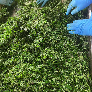 PRODUIT D'EXPORTATION DE PREMIÈRE CLASSE/ Feuilles de patate douce congelées du Vietnam (entières, coupées, mélangées) - Product Image 2