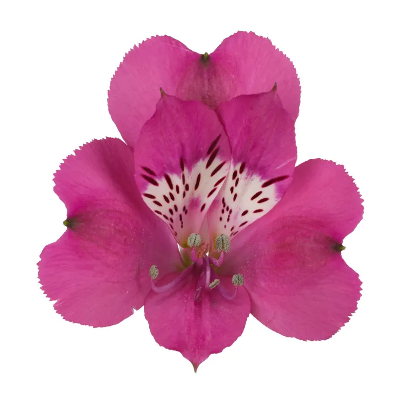 케냐 신선한 컷 Alstroemeria 다크 핑크 Cerise 소매 도매 신선한 컷 꽃 62cm 길이 긴 지속 웨딩 꽃