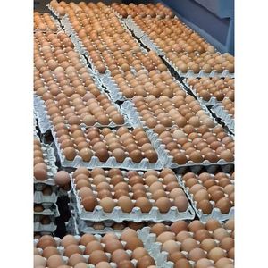 Huevos de mesa de avestruz frescos de precio superior a la venta huevos de gallina fértiles