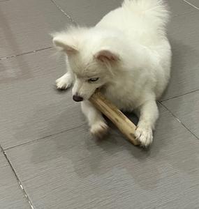 Precio barato de Vietnam The Wooden Dog Chew hecho de madera de café natural 100%-La buena opción para su mascota en su tiempo de juego - Product Image 2