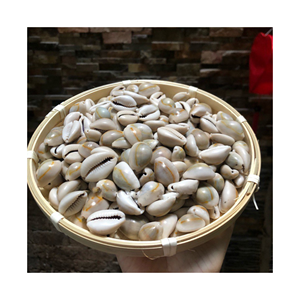 Perles de coquillages coquillages blancs coquillages coquillages coquillages naturels décor de plage/accessoires - Product Image 5