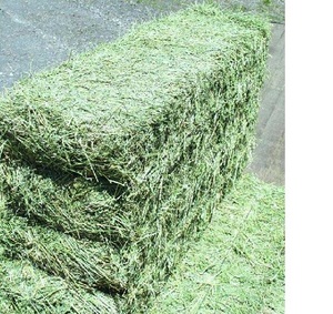 คุณภาพ Alfalfa Hay/Alfalfa - Product Image 1