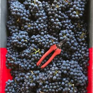 Uvas Negras Reales de Otoño - Uvas de Mesa Grandes Sin Semillas Clase 1 para Exportación Mayorista Premium - Product Image 4