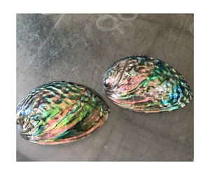 Concha de abulón cruda al por mayor con madre perla de superficie pulida de dos lados de fábrica de Vietnam - Product Image 1