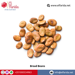Frijoles secos marrones egipcios de alta calidad a granel, nutritivos y saludables, suministro premium a buen precio - Product Image 4