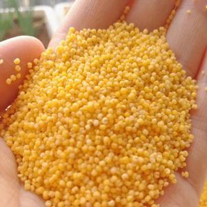 Dried non glutinous <b>millet</b> Natural healthy bulk supply Common cultivation <b>millet</b> Yellow <b>millet</b> grain bulk - Product Image 4