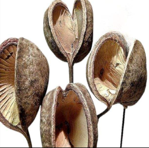 Sinh thái thân thiện với môi nhà đám cưới lãng mạn sắp xếp khô tự nhiên khô hạt hạt Pod thanh lịch mộc mạc hoa trang trí yếu tố - Product Image 1