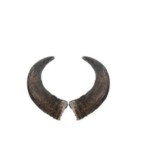 Par de cuernos de búfalo sin pulir búfalo natural Tamaño personalizado natural áspero par de cuernos de búfalo para gran oferta - Product Image 1