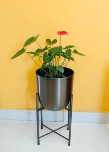 Macetero de Piso Metálico Dorado de Primera Calidad para Interiores Contemporáneos, Esquinas de Sala de Estar y Decoración de Interiores, Procedente de la India - Product Image 5