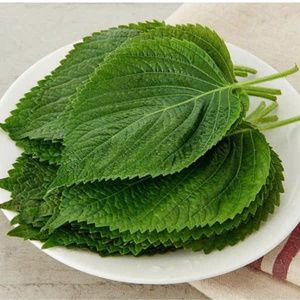 Perilla limpia de Vietnam: Granja-Calidad fresca, estándares globales - Product Image 1