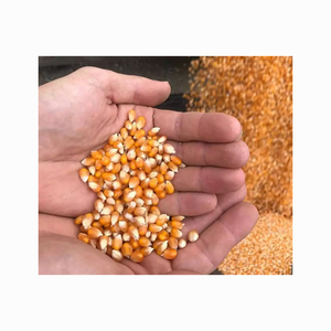 Granos de Maíz Amarillo Seco Natural Puro Glutinoso Tipo Mariposa Brasileña de Alta Calidad Más Vendidos - Product Image 5