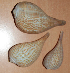 Ficus Gracilis Shell natural SEASHELL JEWELRY Concha natural Concha grande con técnica pulida Tipos Motivo - Product Image 5