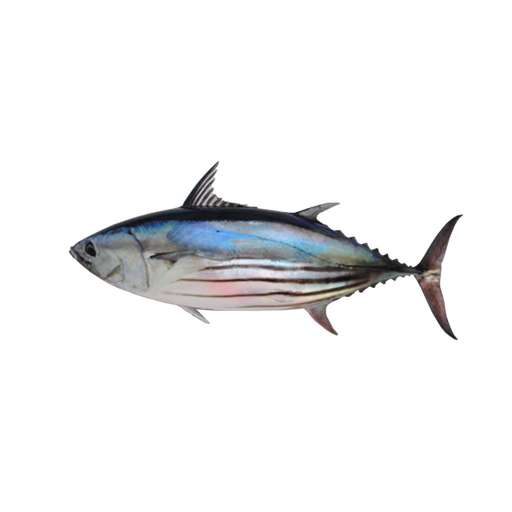 Тунец скипджек что это. Тунец полосатый скипджек. Katsuwonus pelamis тунец. Тунец скипджек фото. Тунец скипджек.