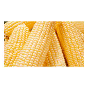 Maïs jaune séché de haute qualité pour bovins et chevaux Excellent pour l'alimentation des animaux - Product Image 4