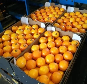 Naranjas Mandarinas Dulces Frescas, Cítricos Navel de Primera Calidad, Suministro de Temporada para Venta al por Menor y al por Mayor - Product Image 5