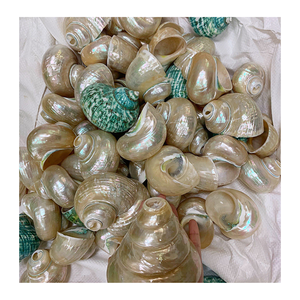 Concha de concha blanca natural y concha verde de Vietnam por 99 Gold Data para decoración y exhibición costera - Product Image 3