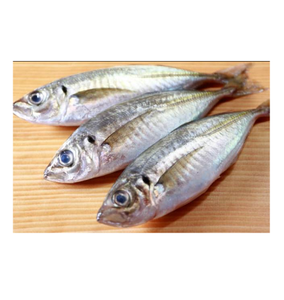 Venta al por mayor Premium IQF caballa congelada y redonda Premium caballo caballa congelada pescado a granel gran oferta mariscos para la venta - Product Image 1