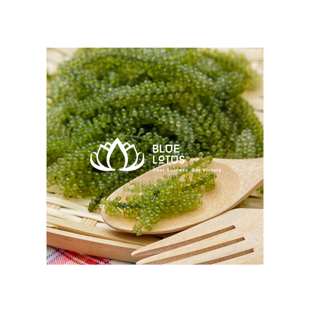 Dried Caulerpa Lentillifera Seaweed from Vietnam for Food and Seafood Preparation