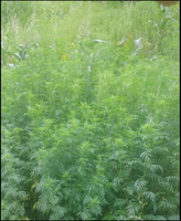 Huile Essentielle de Feuilles de Tagetes Bipinata de Madagascar 100% Pure Ingrédient Naturel Tous Types de Peau 30L Bidon PHD