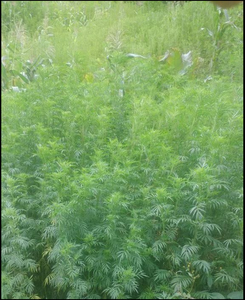 For MG SAKAY Essential Oil of Tagetes From Madagascar 100% Pure Natural Ingredient for All Skin Types 30L Bidon Packaging - Product Image 6