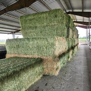 Venta al por mayor de heno de alfalfa a granel Venta caliente precio barato piensos para caballos ganado cerdos envasados en bolsas - Product Image 1