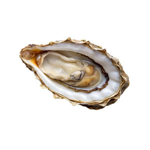 หอยนางรมคากิจากฟาร์มที่ผลิตจากโรงงาน พร้อมเปลือก มีจำหน่ายสำหรับการสั่งซื้อจำนวนมากในระยะยาว - Product Image 3