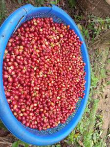 เมล็ดกาแฟสีเขียวอาราบิก้าเมล็ดกาแฟเกรดพรีเมี่ยมสินค้าใหม่บรรจุในราคาดีบรรจุมาก60กก./ถุง PP - Product Image 2