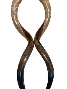 Cuerno de Shofar Artesanal de Israel, Diseño Auténtico con Acabado Semi-Pulido, Ideal para Ceremonias Religiosas y Colecciones - Product Image 5