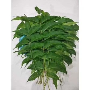 Extracto de CO2 de hoja de Neem, producto de extracto de plantas - Product Image 1
