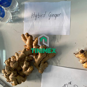 Gingembre/Gengibre/Shouga hybride frais de haute qualité à 100% au Vietnam avec un prix de gros compétitif - Product Image 4