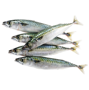 Vendedor mayorista de pescado macarela española entera congelada a precio económico - Product Image 4