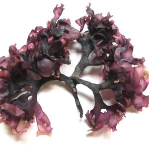 Especial navideño: Compre 10 y Llévese 2 gratis-Musgo marino irlandés orgánico-Musgo marino de Vietnam (Seamoss Gold - Purple) - Product Image 1