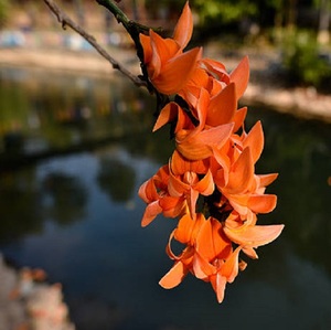 Vente en gros de fleurs sauvages de palash séchées cultivées en Inde - Product Image 3