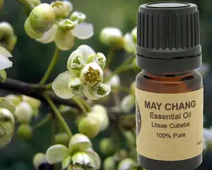 Fournisseur en gros d'huile essentielle de Litsea biologique de marque privée d'huile essentielle de May Chang