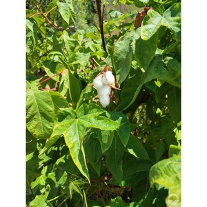 La mejor calidad 100% puro orgánico Gossypium Arboreum fibra de algodón pacas brasileño ecológico blanqueado exportador suministro al por mayor - Product Image 6