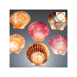 Conchas de vieiras reales de Vietnam seleccionadas a mano por su calidad, ideales para proyectos de arte de decoración náutica o colecciones de conchas - Product Image 1